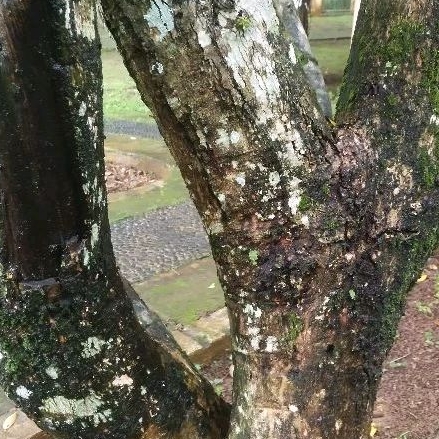 KULIT POHON JAMBLANG KULIT POHON FRESS 250 GRAM