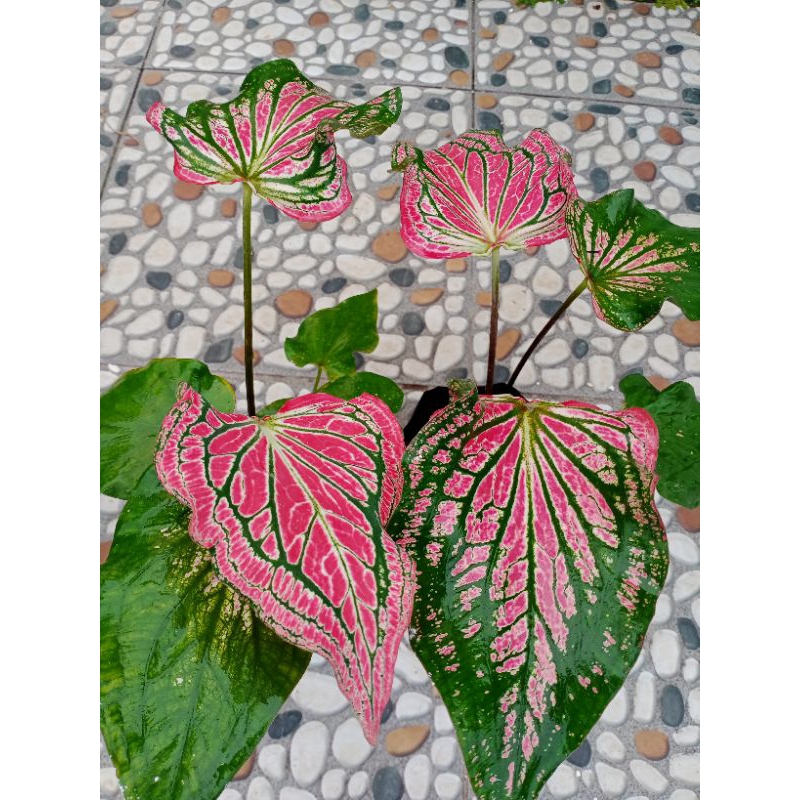 CALADIUM WAYANG/UMBI CALADIUM/INDUKAN