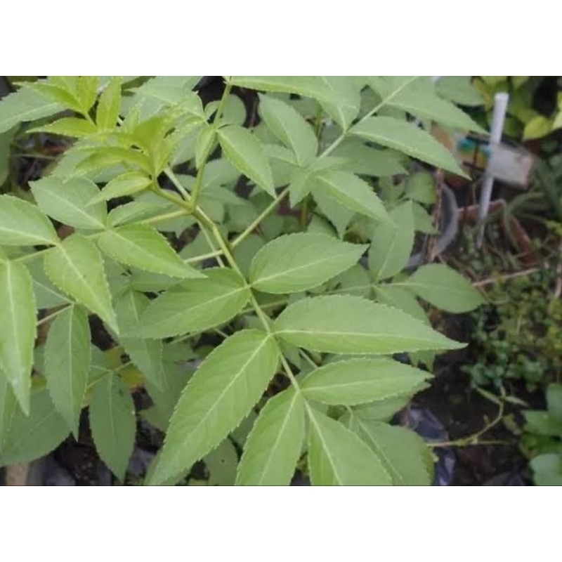 

Daun sangitan segar daun sambucus javanica 500 gram