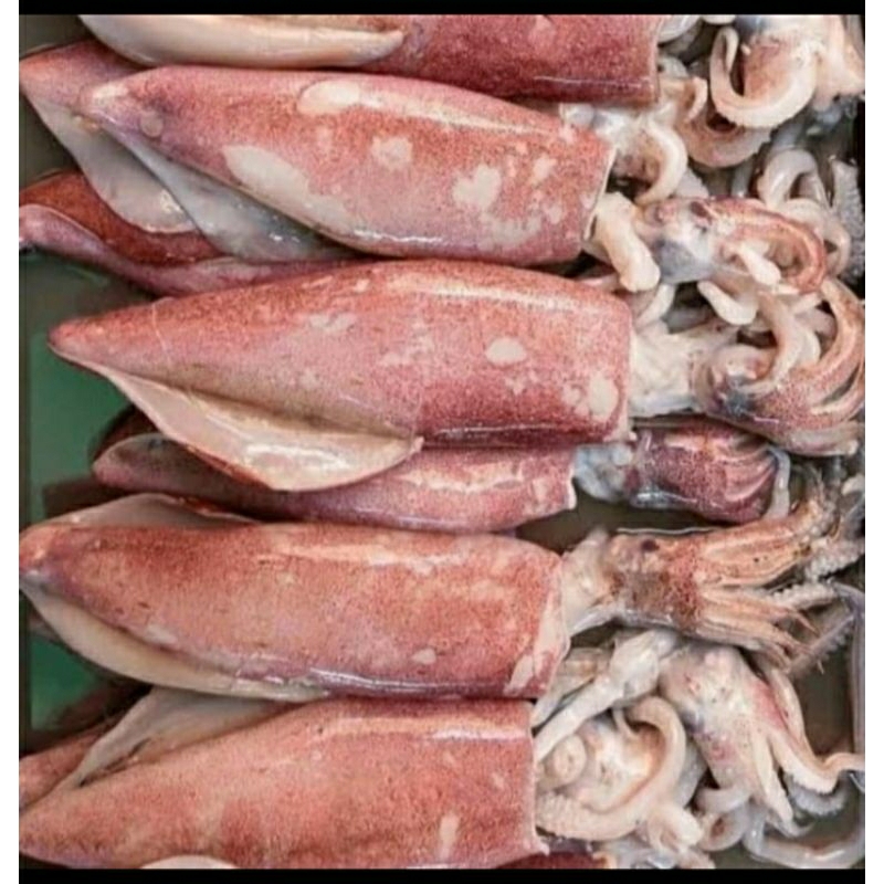 

Cumi Uruh Segar Per 250 Gram Dekat Bintaro BSD Jakarta