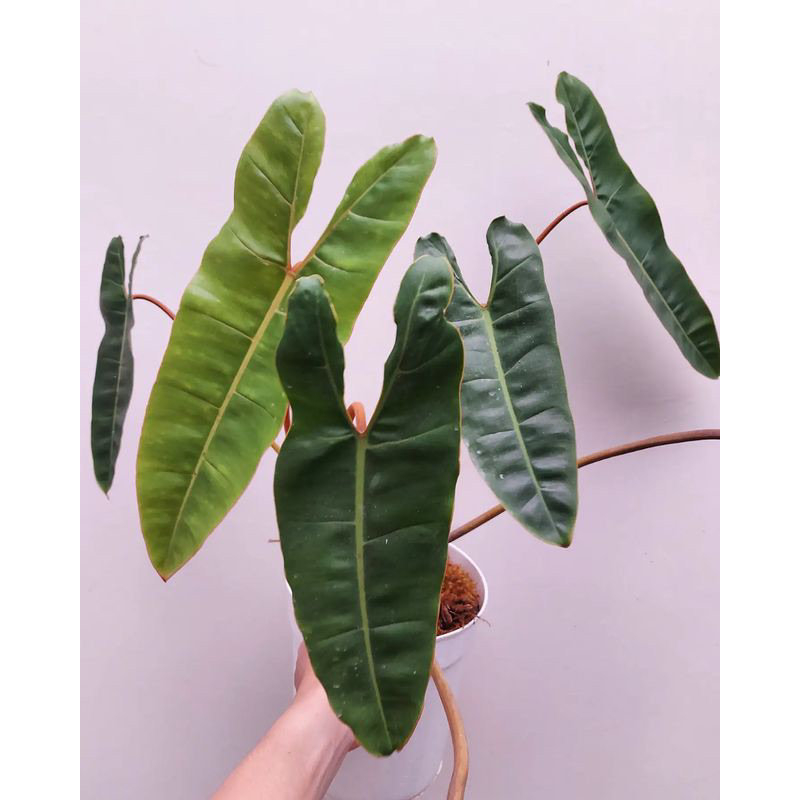 Tanaman Hias Philodendron Kabel Busi Batanag Orange - Kabel Busi Ori