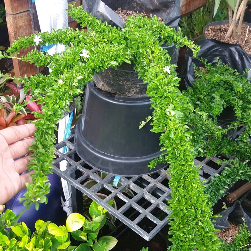 Tanaman Hias Duranta Erecta - Duranta/Sinyo Nakal - Tanaman Hias Unik