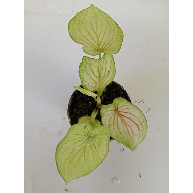 caladium white angel