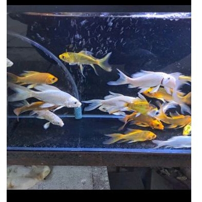 ikan koi kumpai slayer -+ 10cm