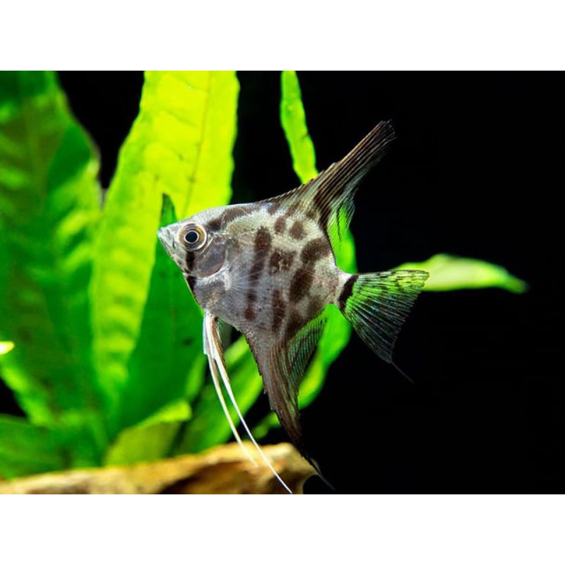 MANFISH/ ANGELFISH CLOWN