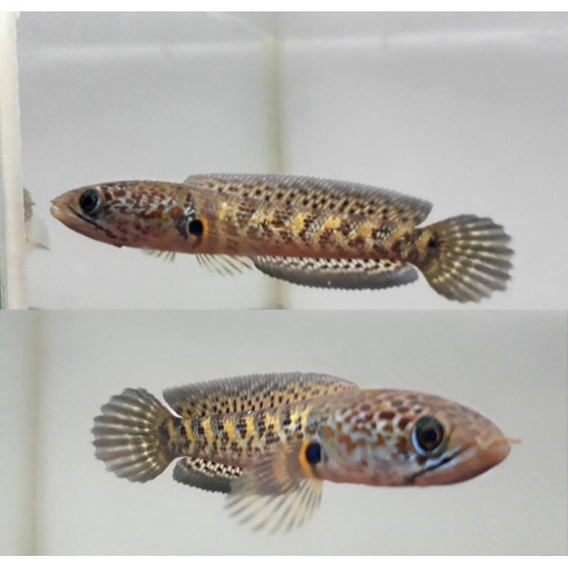 Auranti Cb size 3-4cm Calon dorpol (auranti murah)auranti cb murah dorpol gondrong