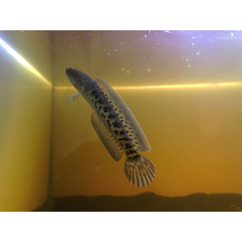 auranti Cb 3-4-5cm murah ( dorpol ) auranti murah