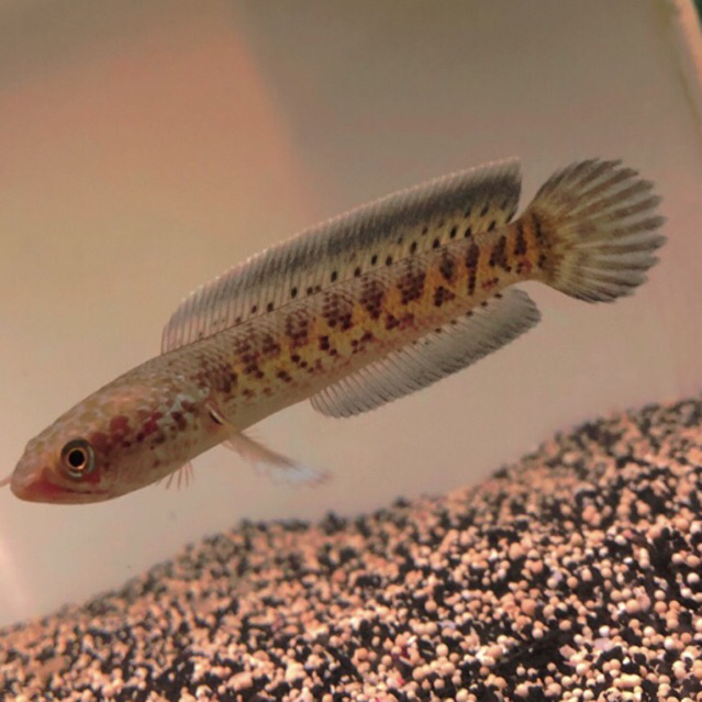 Auranti Cb 4cm per (3 EKOR) auranti dorpol