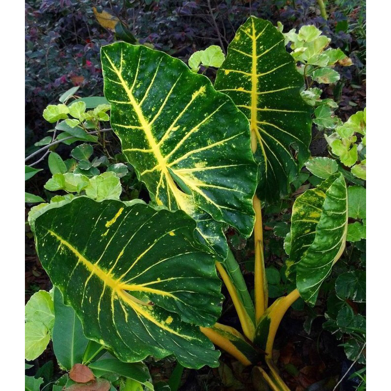 Sente golden/new guinea gold alocasia