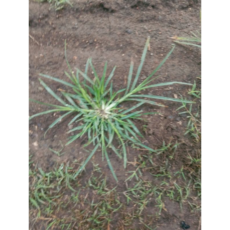 

Rumput Belulang Organik kemasan 500 gram