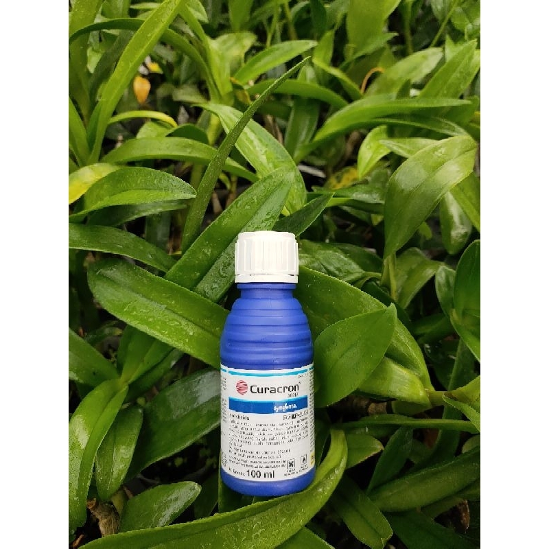 Insektisida Curacron