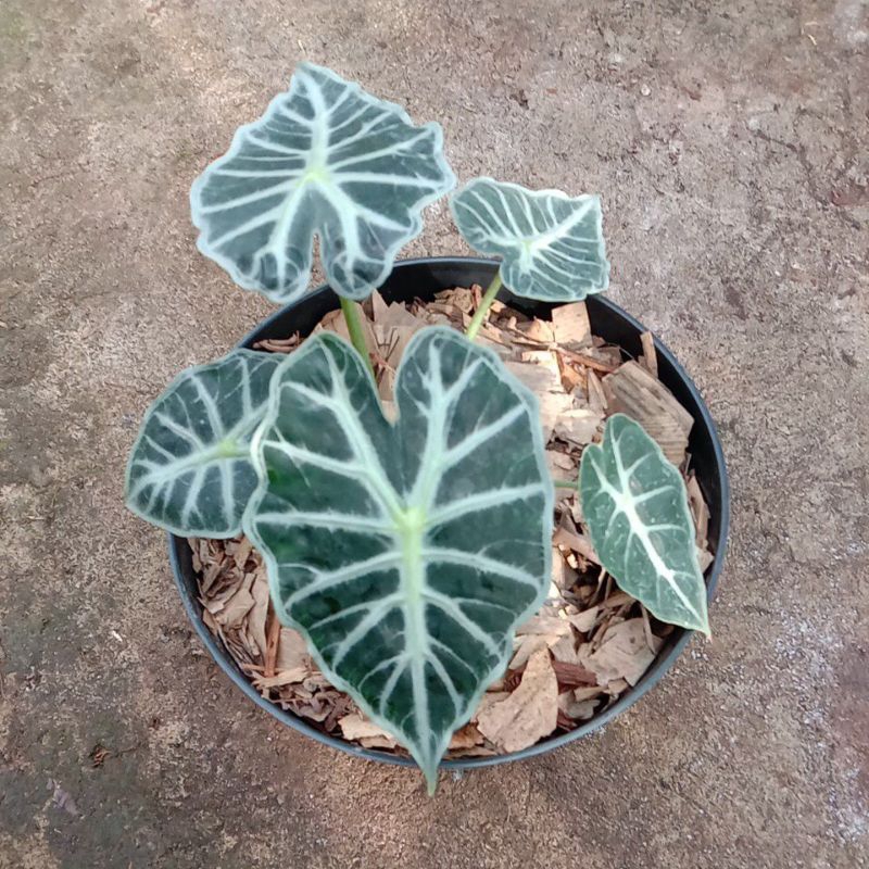 tanaman alocasia parasol mini asli