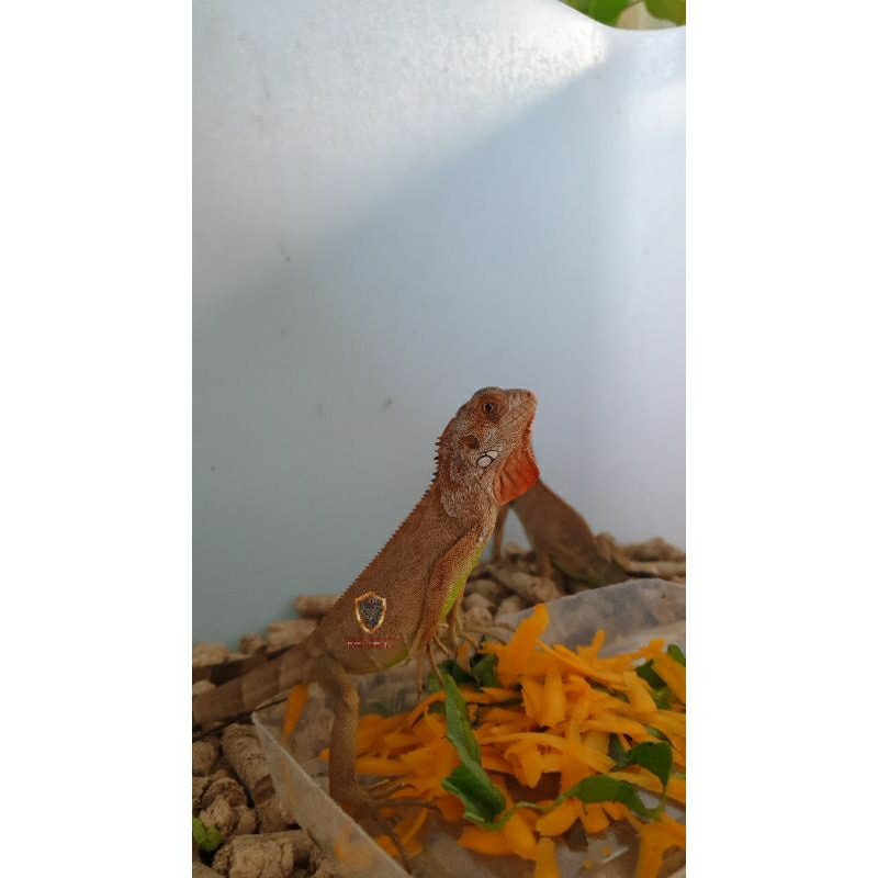 Red Het Red Albino Iguana