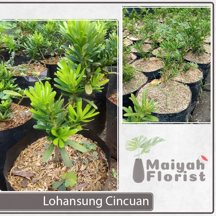 Bibit Tanaman Hias Lohansung Cincuan Besar Ori - Podocarpus macrophyllus
