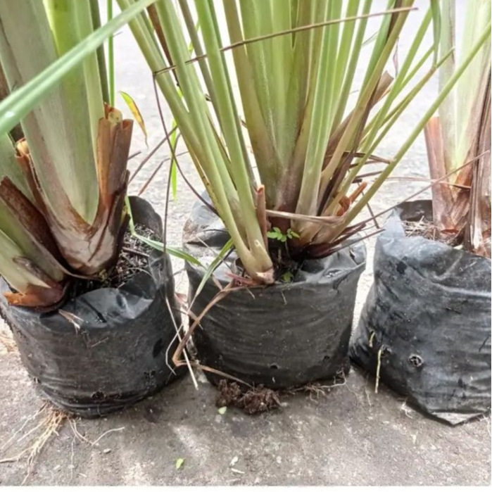 bibit serai siap tanam bibit  serai bumbu  masak