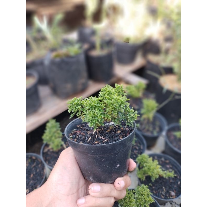 kemuning thailand super mikro