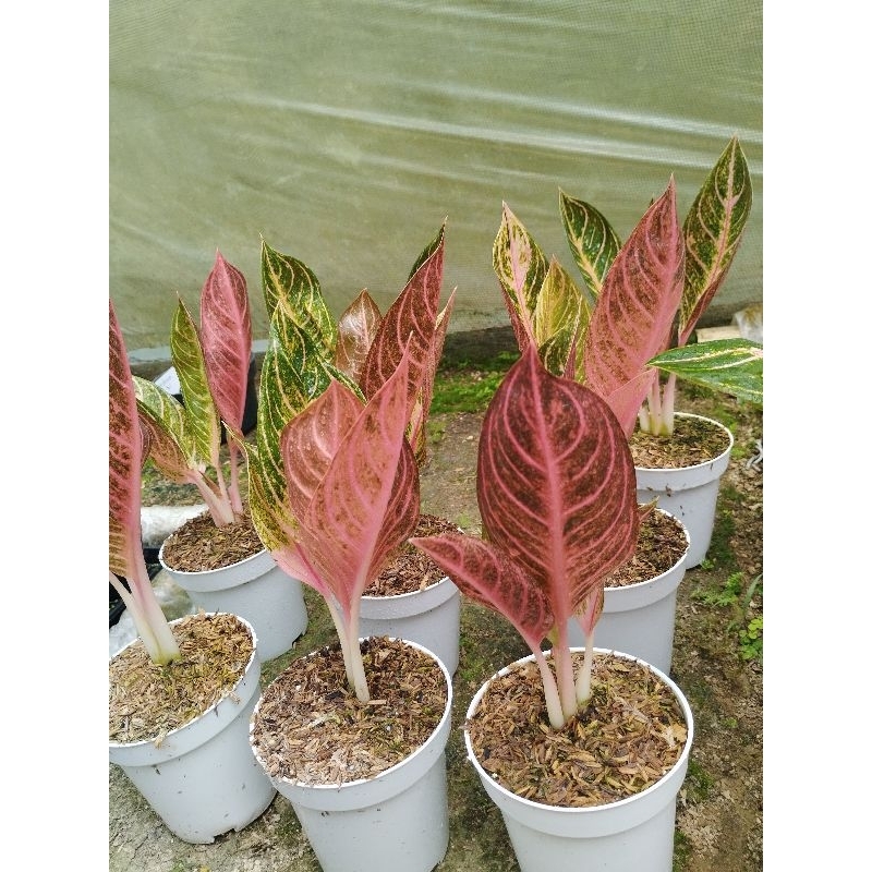 Red sumatera (pride of sumatera)