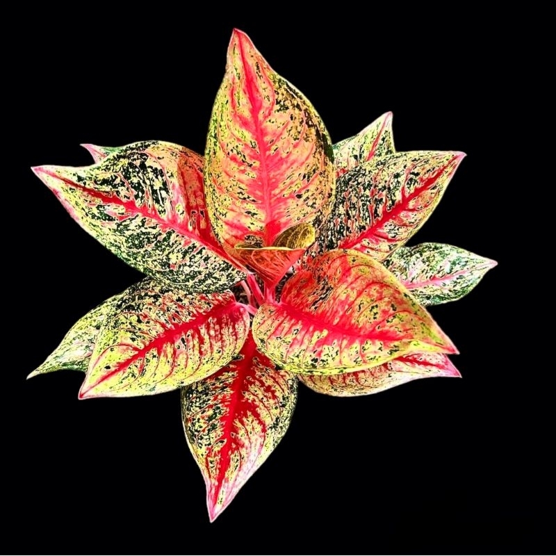 Tanaman Hias Aglonema Tiara Mutasi Bunga Hias Aglonema Aglaonema Tiara Mutasi Murah Merah BUKAN BONG