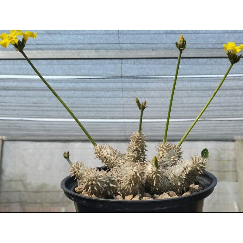 pachypodium densicaule x densicaule seed