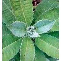 

jual Daun Sembung Fresh kemasan 500 gram