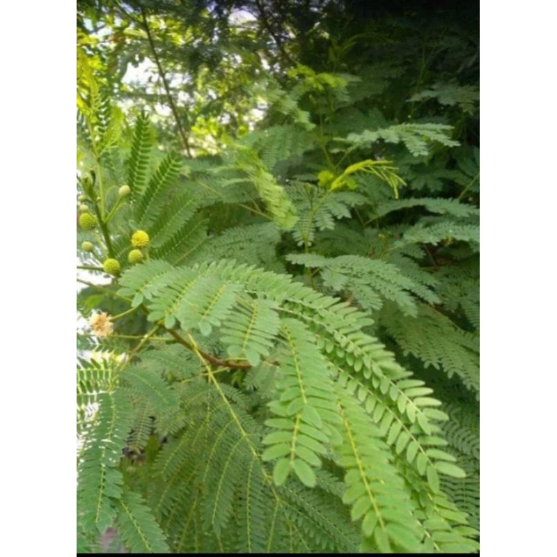 

daun lontoro/planding freesh 500g