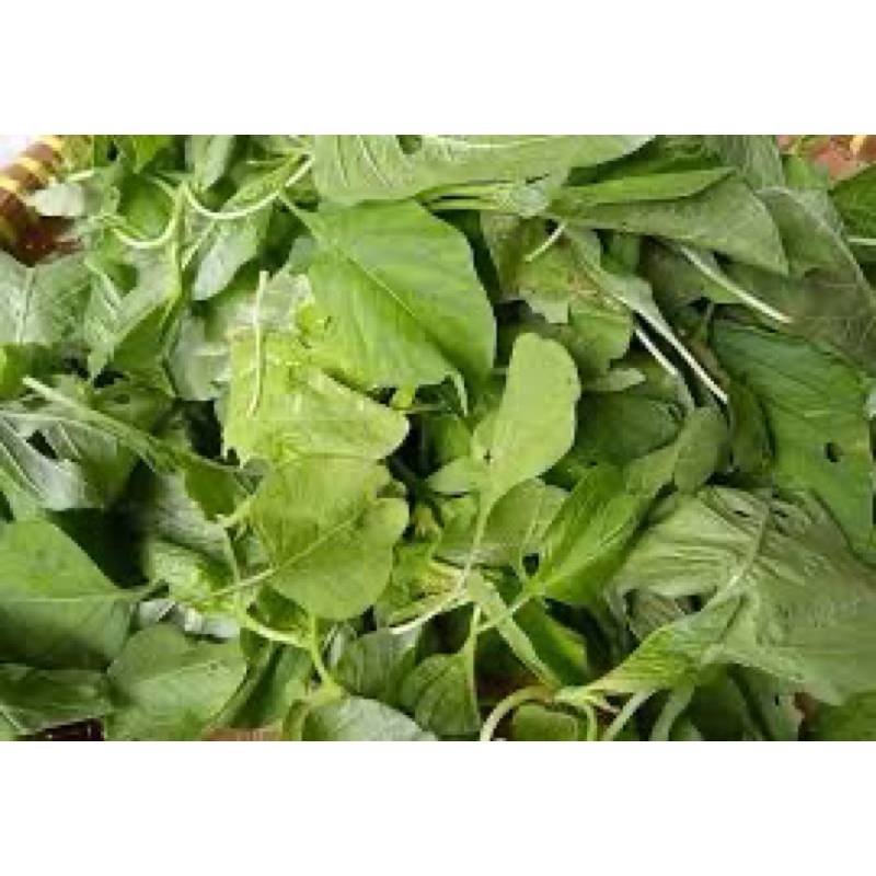 

DAUN BAYAM SEGAR PER IKAT
