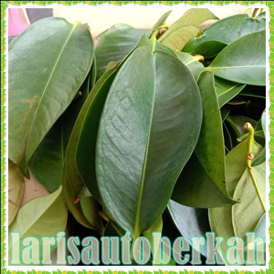 

daun manggis segar 1 kg langsung di petik organik termurah