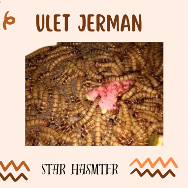 Ulat Jerman Hidup - Ulat Jerman Pakan Burung Ikan Reptil