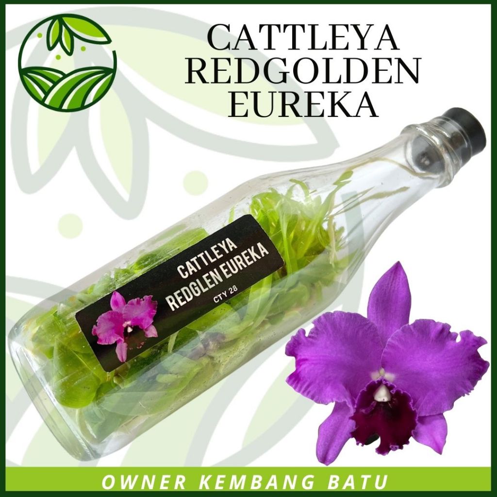 Aggrek Cattleya Dalam Botol REDGOLDEN EUREKA Bunga Wangi Koleksi Kolektor Anggrek