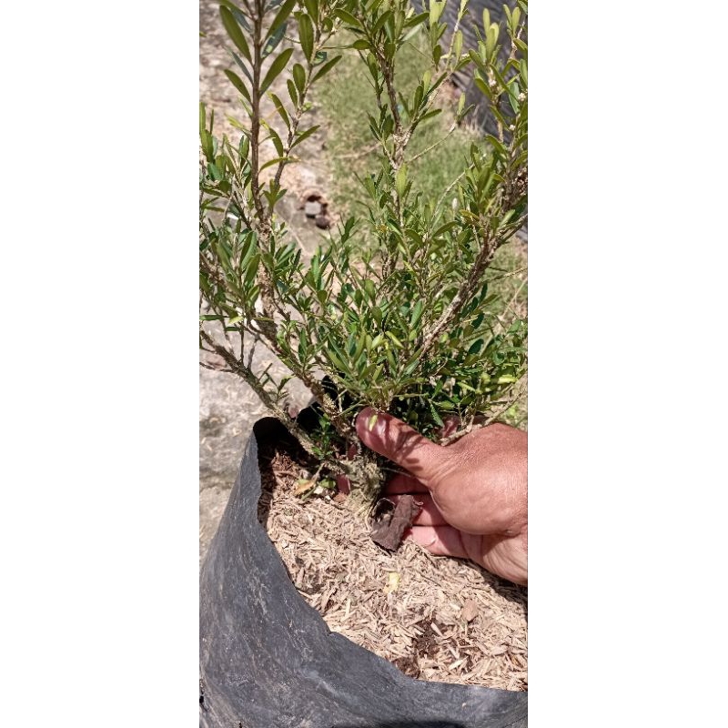 bonsai boxus bahan, batang besar