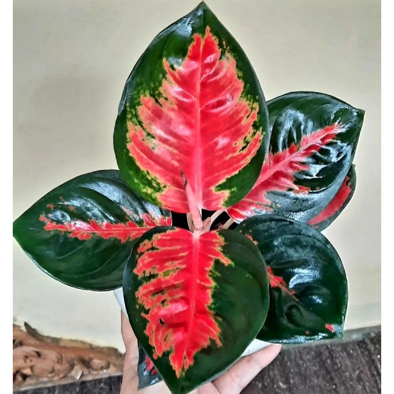 Aglonema Suksom Batik Tanian Lokal Tanaman Hias Bunga Aglaonema Murah Merah BUKAN bonggol bibit - ta