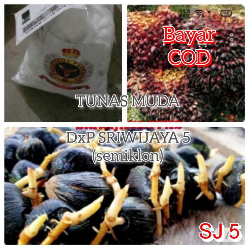 Bibit kecambah kelapa sawit Sriwijaya 5 isi 250 butir