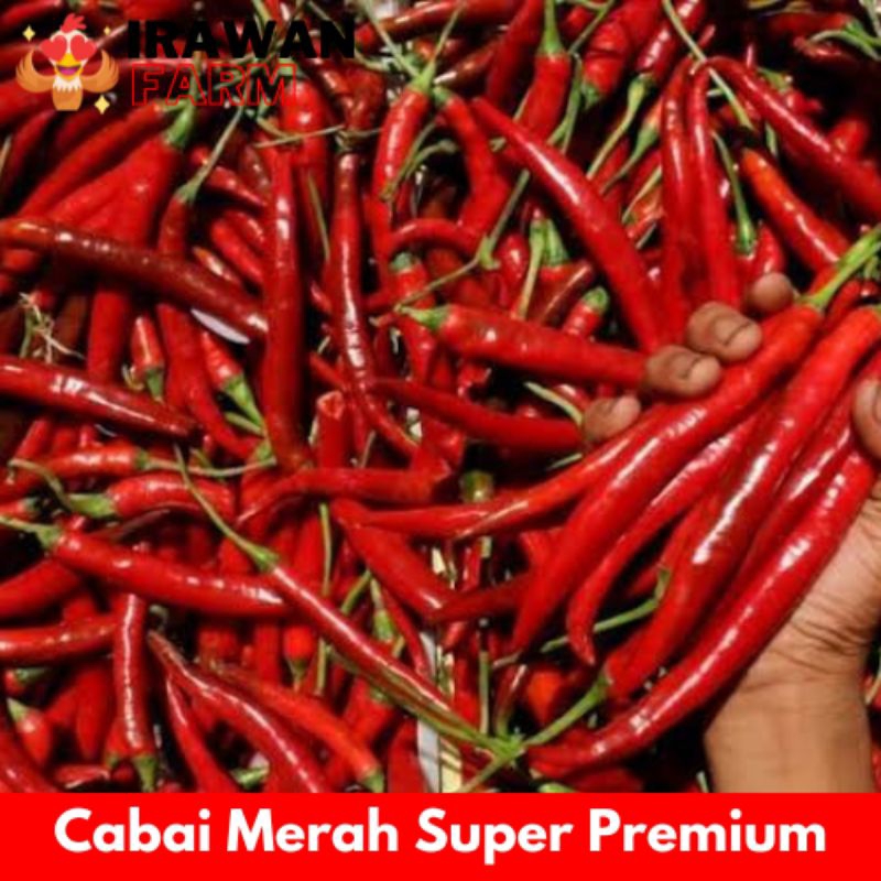 

CABAI MERAH BESAR