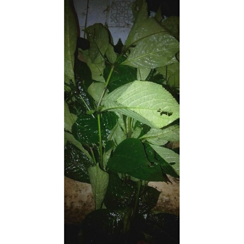 

daun keji beling segar,kering