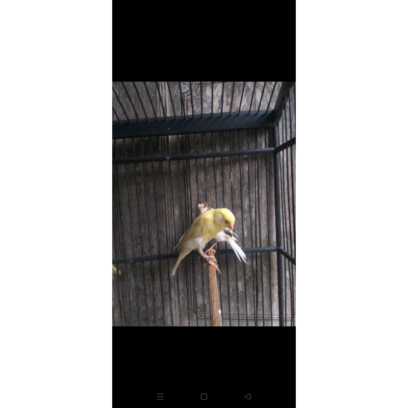 riwikan f1sf dan riwikan af