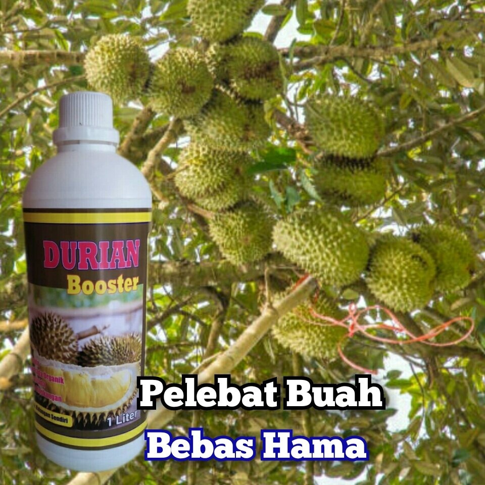 Pupuk Durian Cegah Hama Daging Tebal Anti Rontok Bunga Pupuk Pemacu Pembuahan Durian