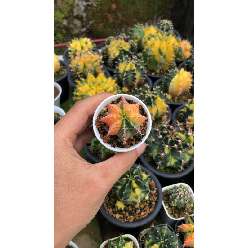 Kaktus Variegata LB Hybrid