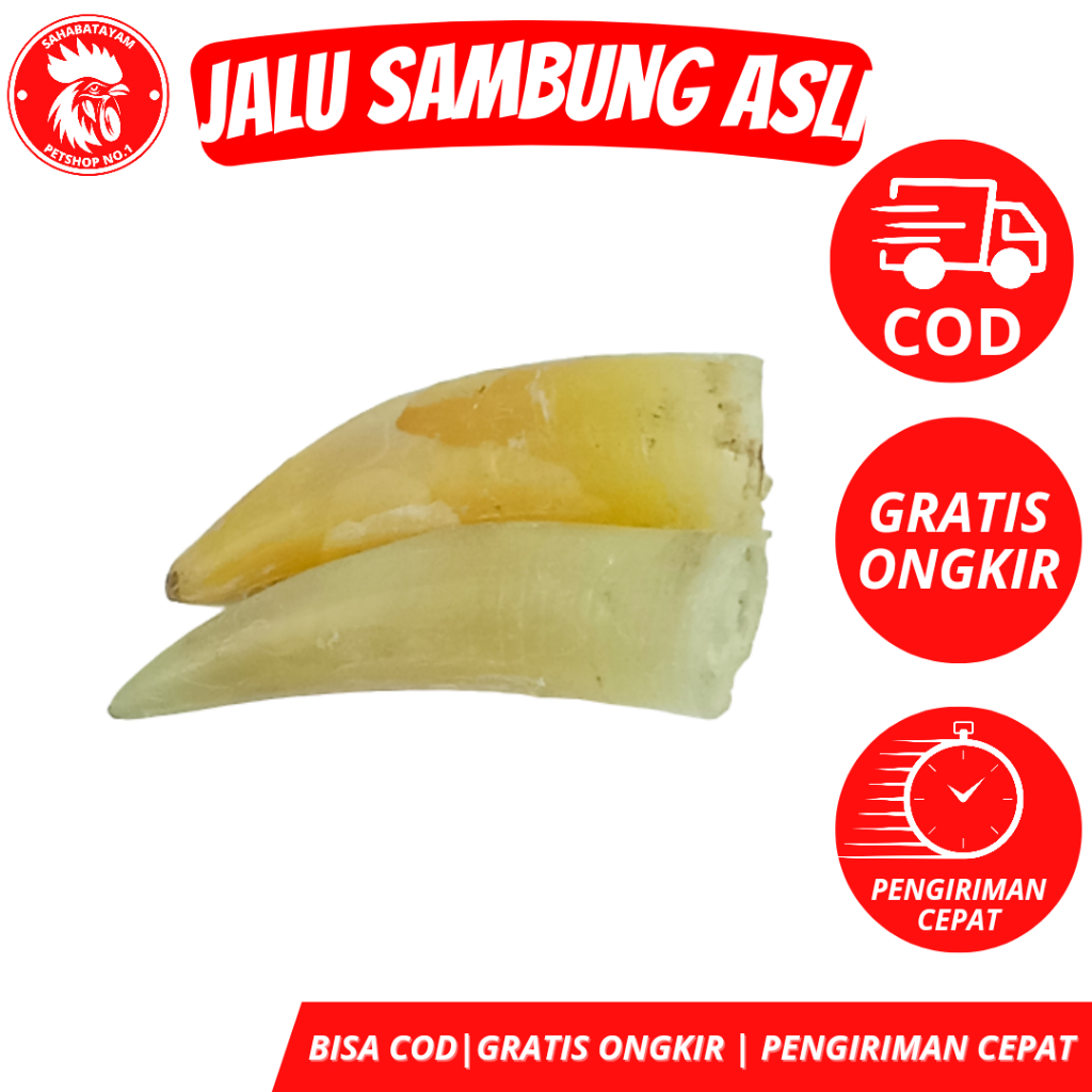 JALU SAMBUNG 3 CM JALU SAMBUNG PENYAMBUNG JALU AYAM jalu sambung ayam taji ayam jalu ayam jalu ayam 