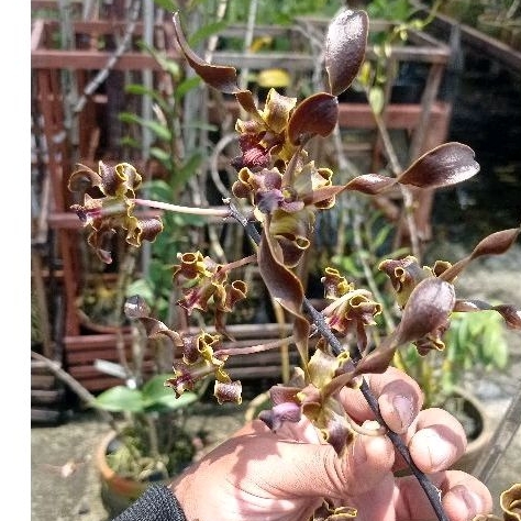 D. mpu Gandring seedling