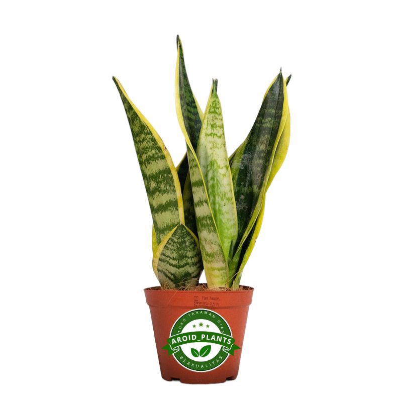Tanaman Hias Sansevieria Trifasciata Futura Superba - Sansivera Superba