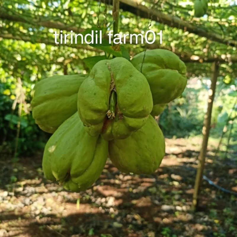 bibit labu siam anggur,  benih labu siam tanam/ labu jipang. benih labu siam unggul,  bibit sayuran