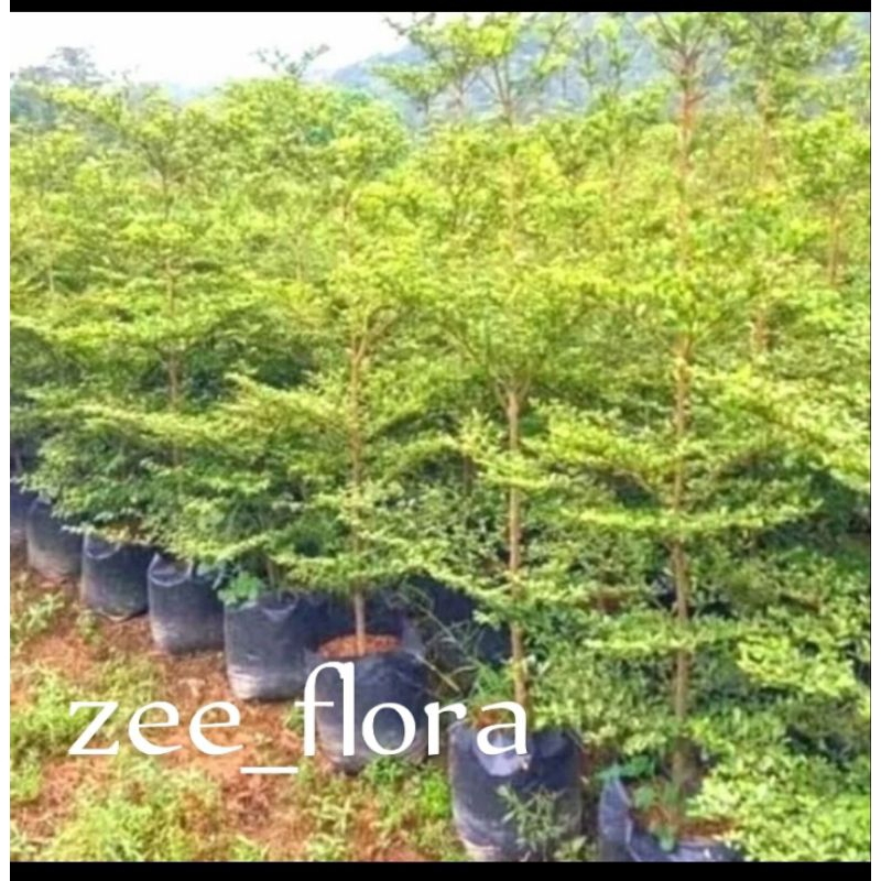 Pohon Ketapang kencana 2 meter