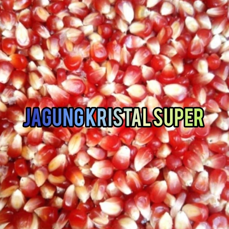 Jagung Kristal Pakan Burung - Jagung Pakan Unggas - Jagung Kecil Pakan Ternak