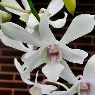 dendrobium capung batu