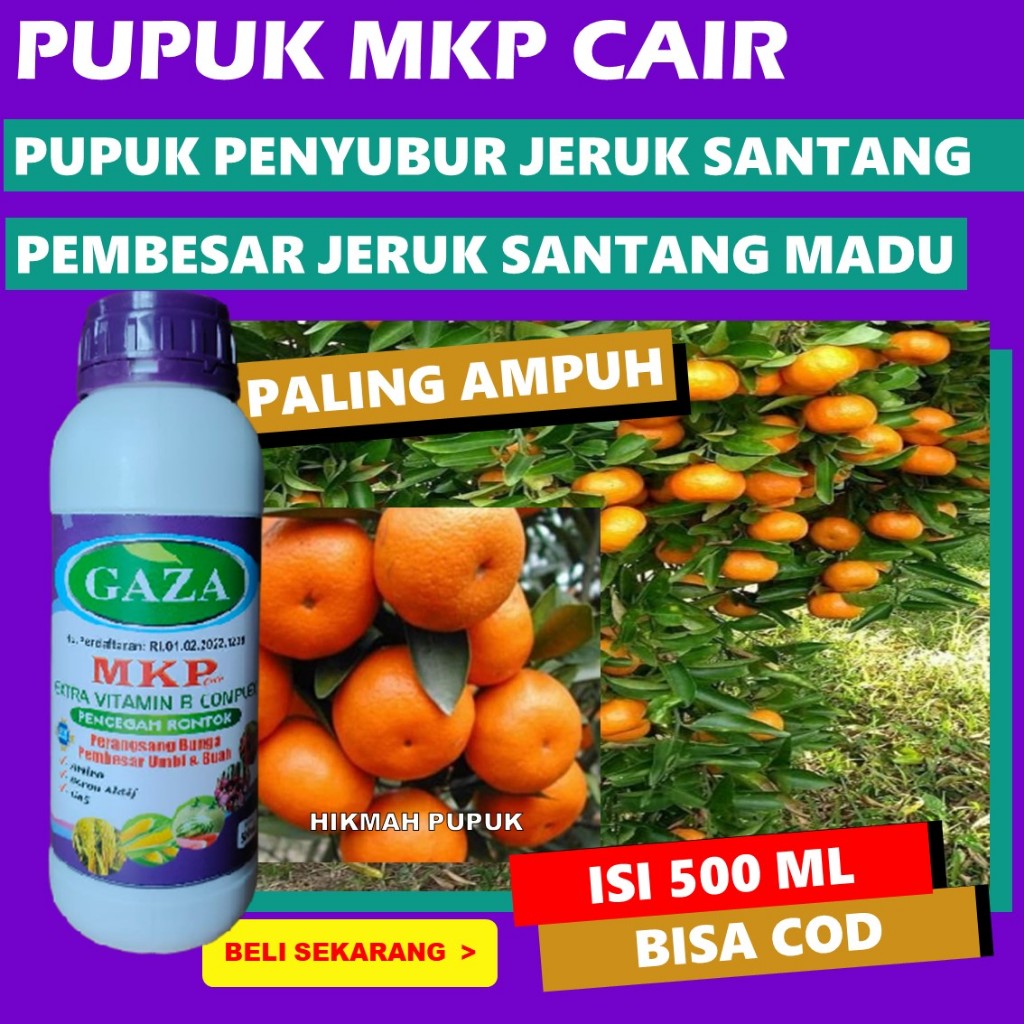 PUPUK KALSIUM BUAH JERUK SANTANG MADU PALING AMPUH MKP CAIR GAZA Pupuk Melebatkan Buah Jeruk Santang