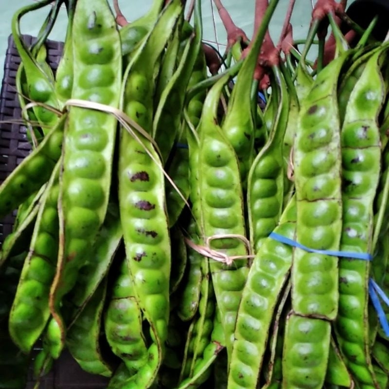 

PROMO BUAH PETE /PETEY PER 10 BIJI SEPESIAL MUNGGAHAN