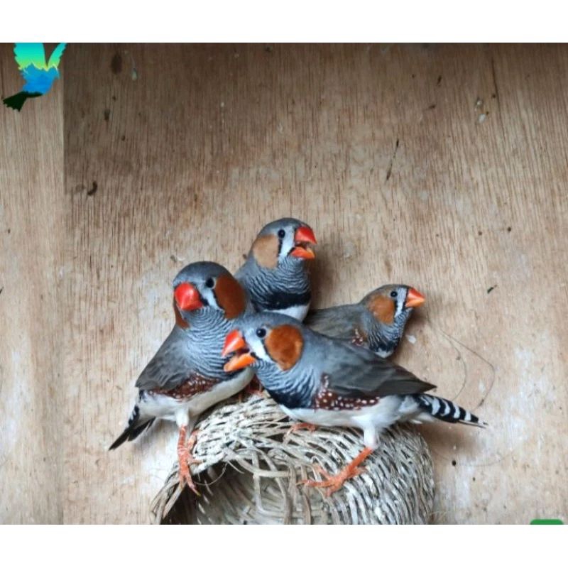 burung zebra Finch Aussie medium jantan dewasa