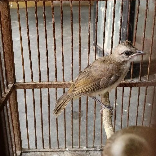 ANAKAN LOLOHAN BURUNG TRUCUKAN JINAK