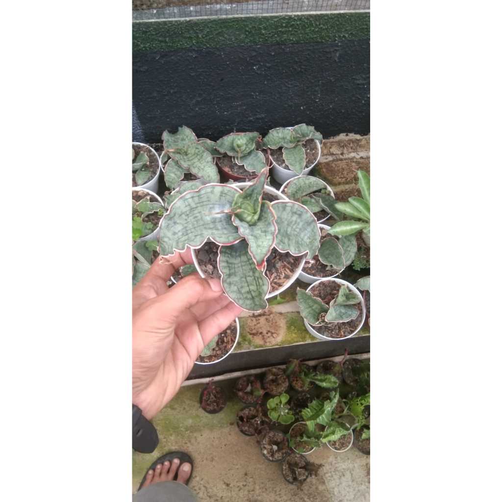 sansevieria Silver blue