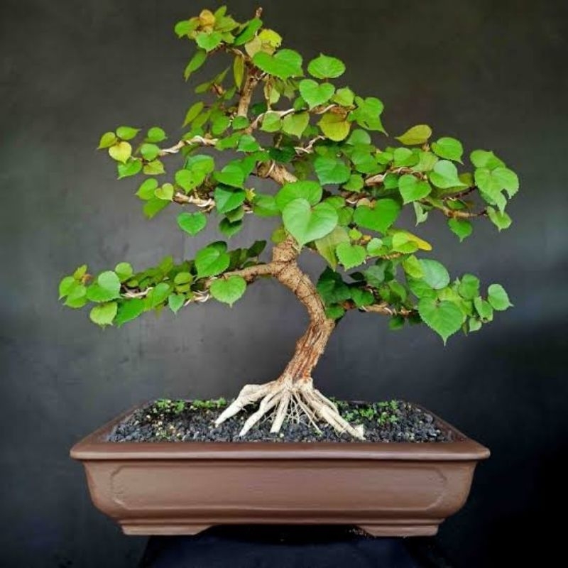 Bibit waru taiwan cangkok-bahan bonsai